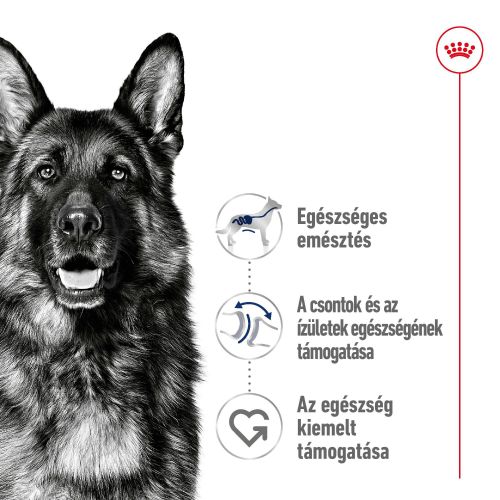 Royal Canin Maxi Adult - nagytestű felnőtt kutya száraz táp  15 kg