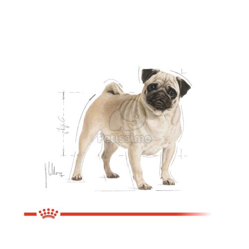 Royal Canin Pug Adult - Mopsz felnőtt kutya száraz táp  1.5 kg