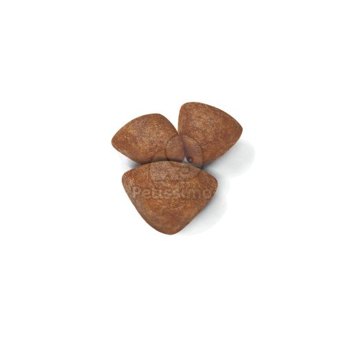 Royal Canin Mini Starter - száraz táp vemhes szuka és kistestű kölyök kutya részére  1 kg