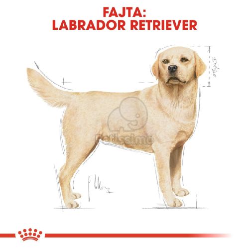 Royal Canin Labrador Adult - Labrador Retriever felnőtt kutya száraz táp  12 kg