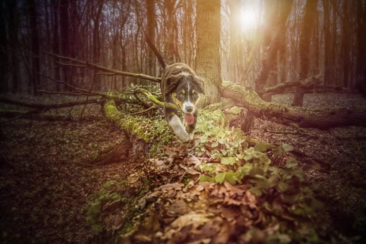 Happy Dog ArthroForte  700 g