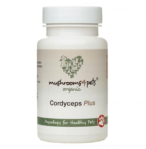 CORDYCEPS PLUS (500 MG)  60 kapszula