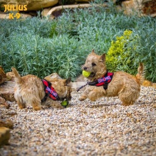 Julius-K9 IDC fluoreszkáló zsinóros labda  60 mm