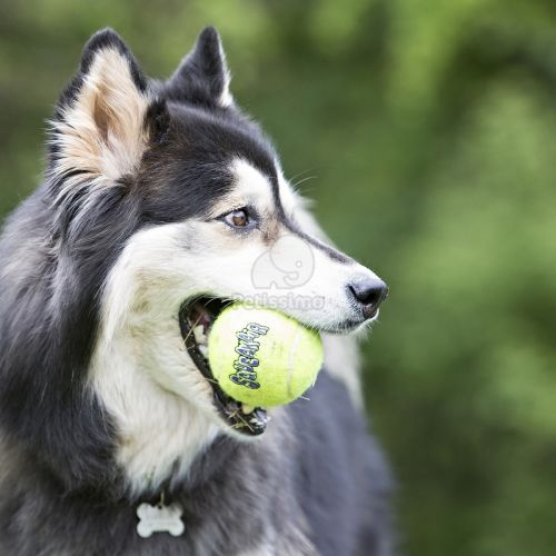 KONG AirDog Ball  M 