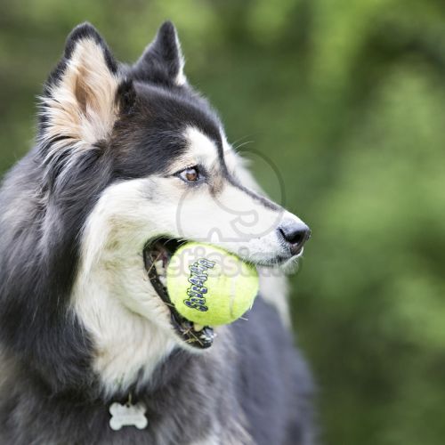 KONG AirDog Tennis Ball 2 x  L 