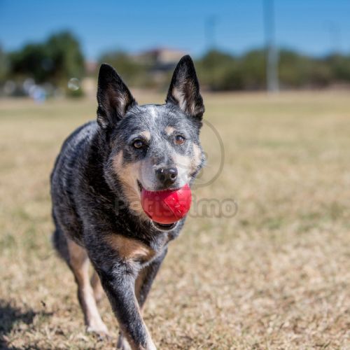 KONG Ball  S 