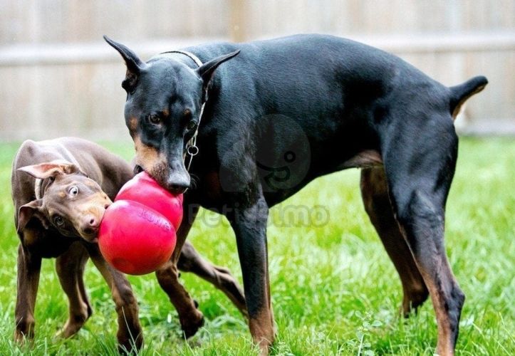 KONG Bounzer  XL 