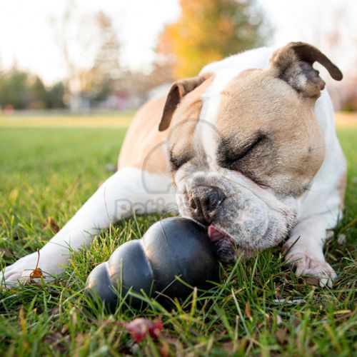 KONG Extreme  L-es - 10 cm