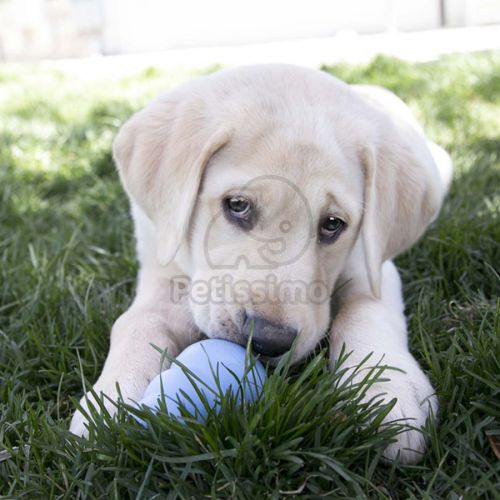 KONG Puppy  L-es - 10 cm