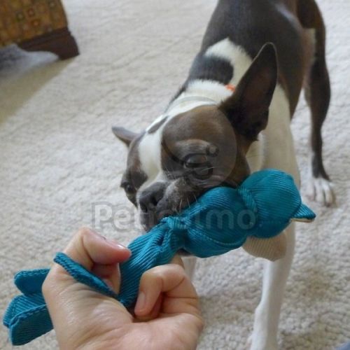 KONG Wubba Ballistic Friend  L 