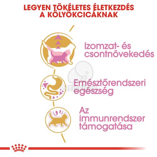 Royal Canin British Shorthair Kitten - Brit rövidszőrű kölyök macska száraz táp  2 kg
