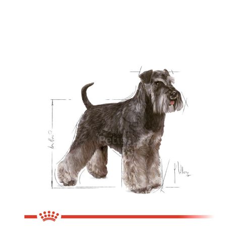 Royal Canin Miniature Schnauzer Adult - Törpe schnauzer felnőtt kutya száraz táp  3 kg