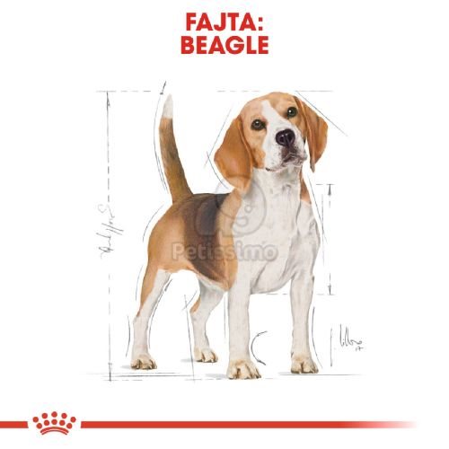 Royal Canin Beagle Adult - Beagle felnőtt kutya száraz táp  12 kg