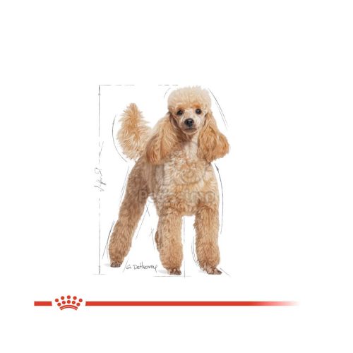 Royal Canin Poodle Adult - Uszkár felnőtt kutya száraz táp  7.5 kg