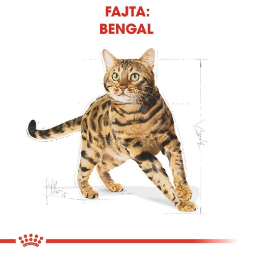 Royal Canin Bengal Adult - Bengáli felnőtt macska száraz táp  2 kg