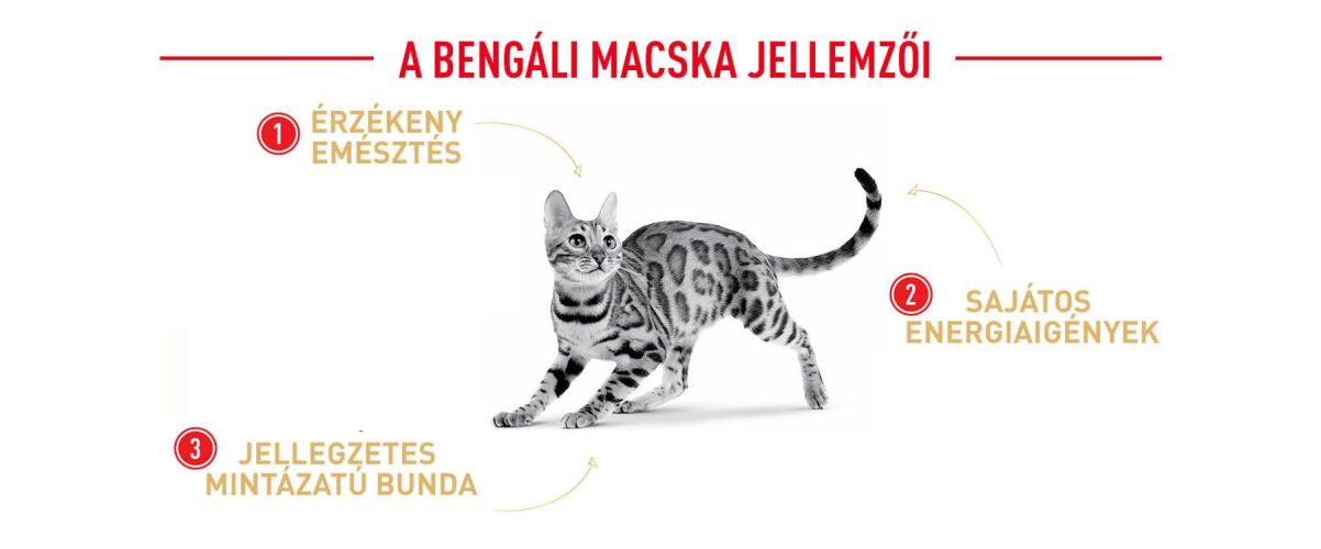 Royal Canin Bengal Adult - Bengáli felnőtt macska száraz táp  2 kg