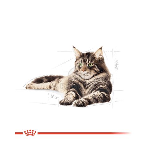Royal Canin Maine Coon Adult - Maine Coon felnőtt macska nedves táp  85 g