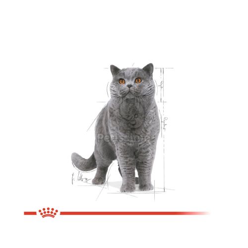 Royal Canin British Shorthair Adult - Brit rövidszőrű felnőtt macska nedves táp  85 g