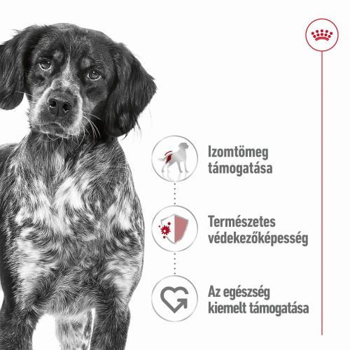 Royal Canin Medium Adult - szószos nedves táp, közepes testű felnőtt kutya részére 10 x  140 g