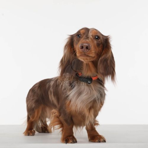 TickLess Mini Dog ultrahangos kullancs- és bolhariasztó fekete   1 db