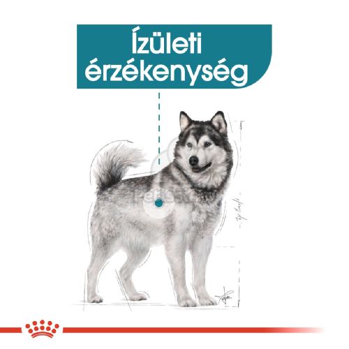 Royal Canin Maxi Joint Care - száraz táp az ízületek egészségéért, nagytestű felnőtt kutyák részére  10 kg