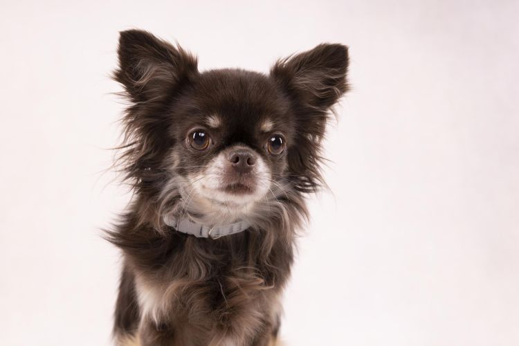 Flamingo Cub nyakörv - zöld s-es   1 db