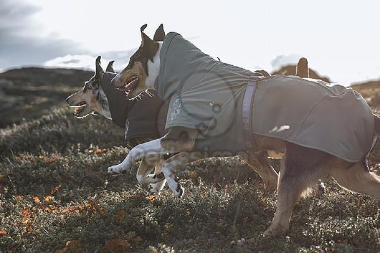 Hurtta Extreme Warmer ECO kutyaruha - hedge  50 cm