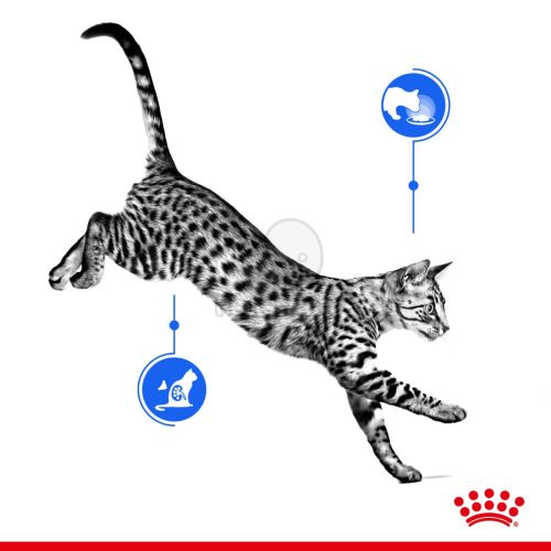 Royal Canin Indoor Sterilised Jelly - lakásban tartott felnőtt macska zselés nedves táp 12 x  85 g