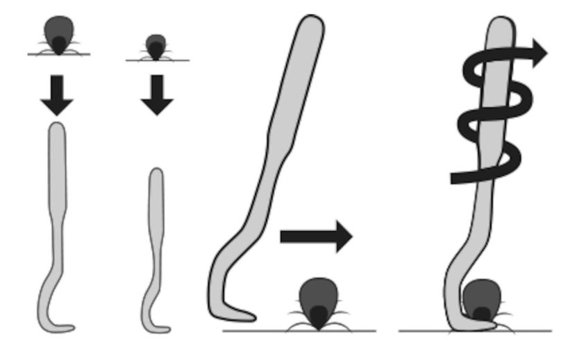 Flamingo kullancskiszedő horog  2 db