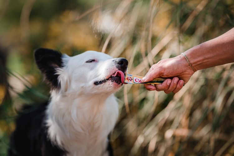 Inaba Dog Churu Püré - csirke 4 x  14 g