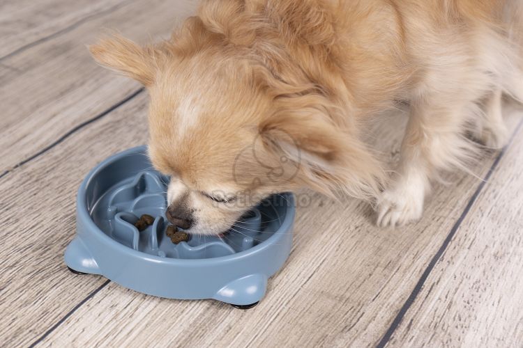 Flamingo lassan etető tál  800 ml