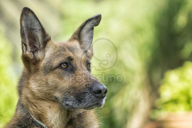 Happy Dog Sensible Pure France - Kacsa húsos konzerv  400 g