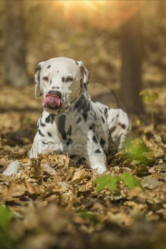 Happy Dog Sensible Pure Sardinia - Kecskehúsos konzerv  400 g