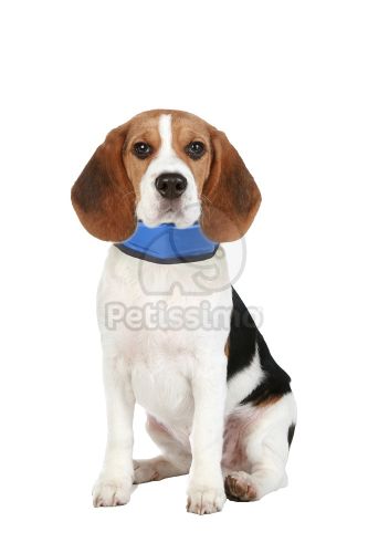 Flamingo hűsítő nyakörv - kék s-es   1 db