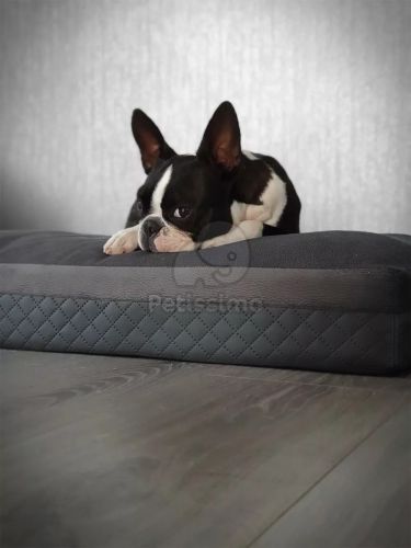 NRDOGS Soft Magic Prémium kutyafekhely - szürke  120x80 cm