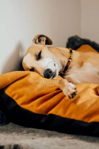 NRDOGS Soft Magic Basic kutyafekhely - okkersárga  60x47 cm