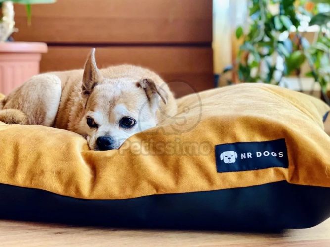 NRDOGS Soft Magic Basic kutyafekhely - okkersárga  60x47 cm