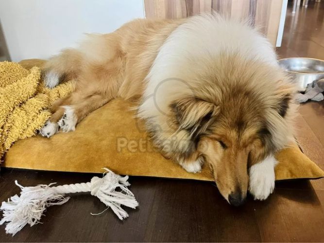 NRDOGS Soft Magic Basic kutyafekhely - okkersárga  90x56 cm
