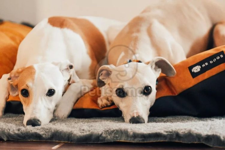 NRDOGS Soft Magic Basic kutyafekhely - okkersárga  107x68 cm