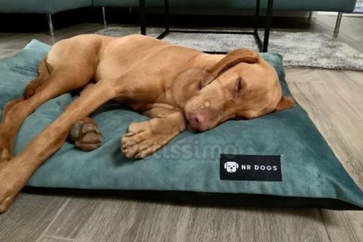 NRDOGS Soft Magic Basic kutyafekhely - oceánkék  90x56 cm