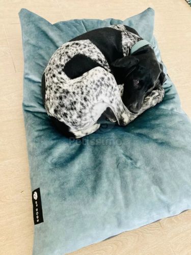 NRDOGS Soft Magic Basic kutyafekhely - oceánkék  107x68 cm