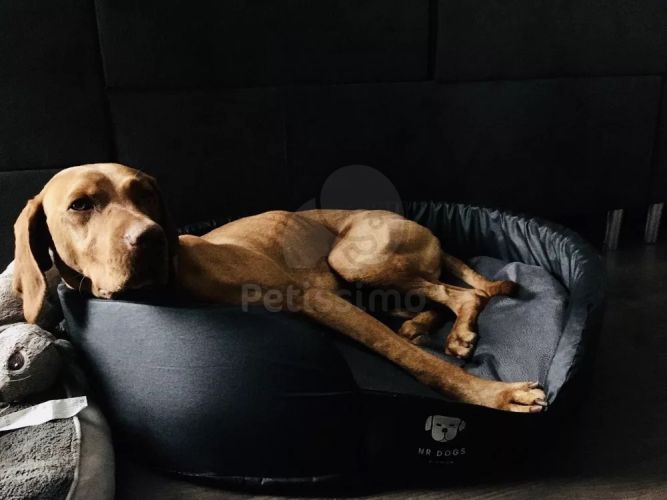 NRDOGS Soft Magic Peremes kutyafekhely - szürke  50x45 cm