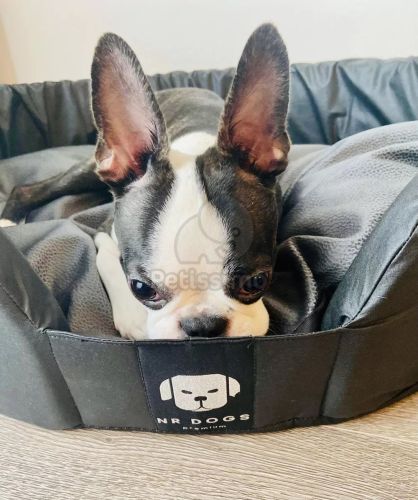 NRDOGS Soft Magic Peremes kutyafekhely - szürke  50x45 cm