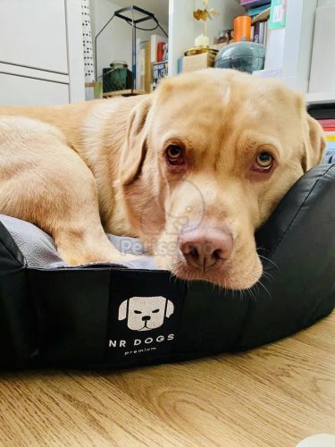 NRDOGS Soft Magic Peremes kutyafekhely - szürke  80x63 cm