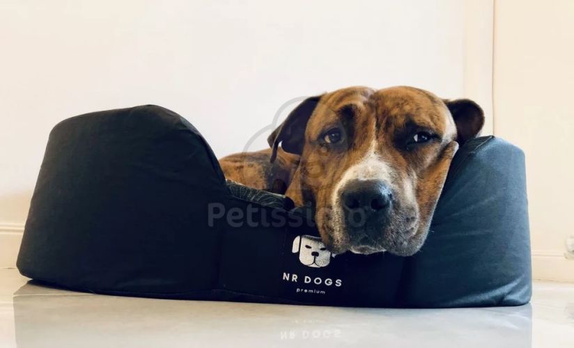 NRDOGS Soft Magic Peremes kutyafekhely - szürke  80x63 cm