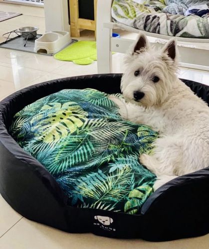 NRDOGS Peremes kutyafekhely - dzsungel mintás  50x45 cm