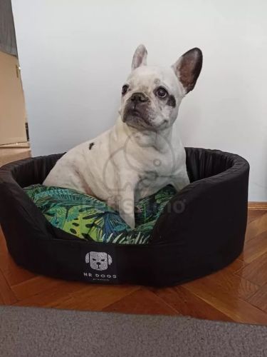 NRDOGS Peremes kutyafekhely - dzsungel mintás  80x63 cm