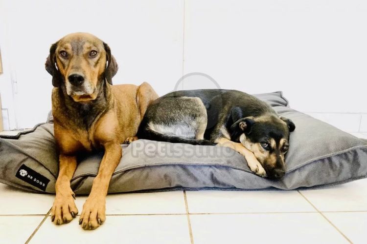 NRDOGS Soft Magic Comfort kutyafekhely - szürke  100x70 cm