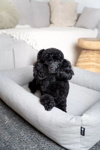 NRDOGS Eco Basket kutyafekhely - szürke  80x60 cm