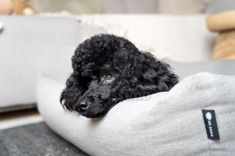 NRDOGS Eco Basket kutyafekhely - szürke  80x60 cm